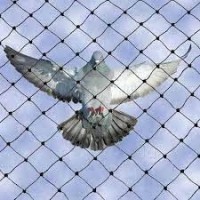 Vinayak Global Services Best In Bird Control Services