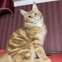 Purebred Maine Coon Kittens looking for a home